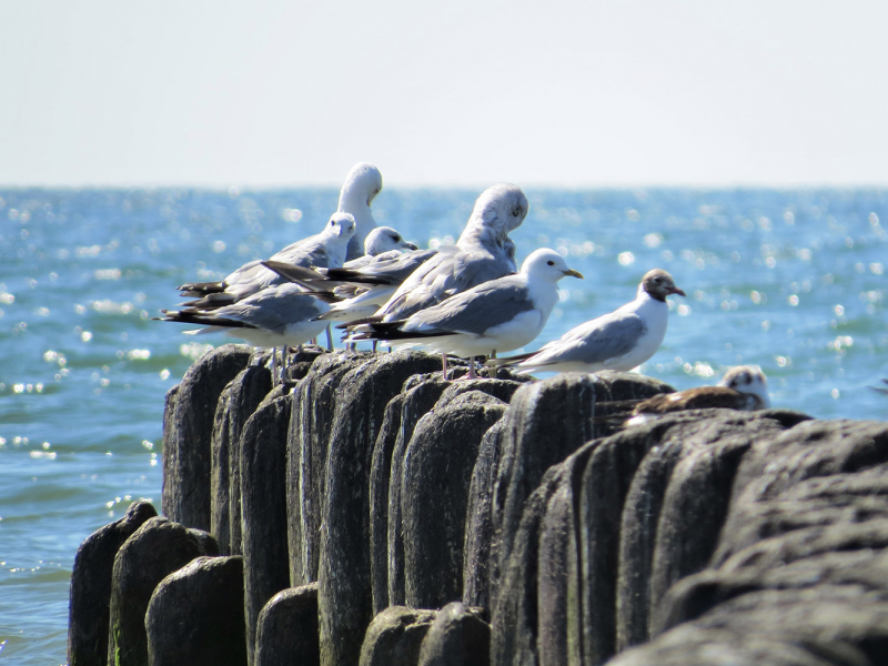 Pārgājieni gar jūru iesācējiem un izturīgajiem. Izmēģiniet!