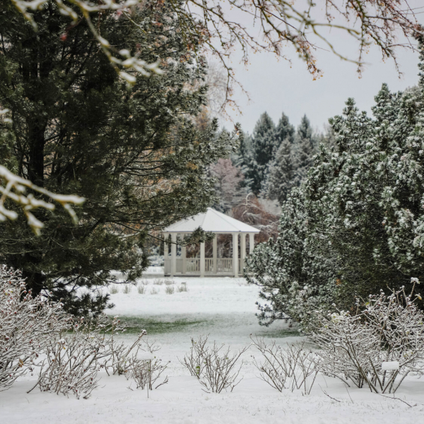 Salaspilī pirmo reizi atklās labdarībai veltītu Ziemassvētku sajūtu dārzu “Brīnumu mežs”