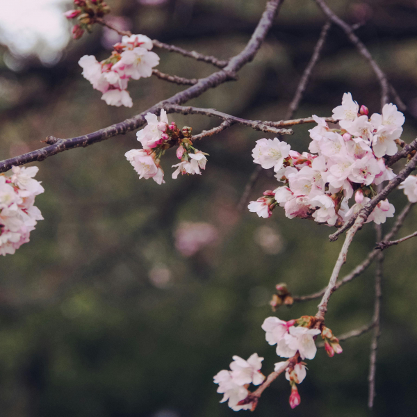 “Vecrīgas Festivāls 2026” ar “Olām”, “PND” un citiem ieskandinās pavasari Doma laukumā