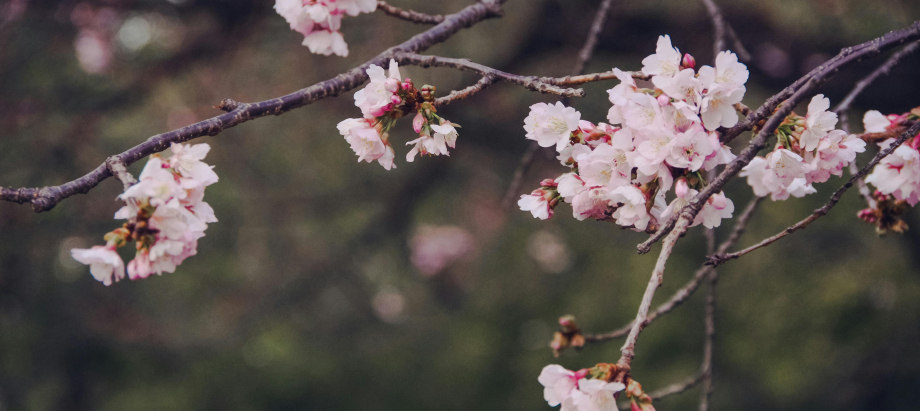 “Vecrīgas Festivāls 2026” ar “Olām”, “PND” un citiem ieskandinās pavasari Doma laukumā