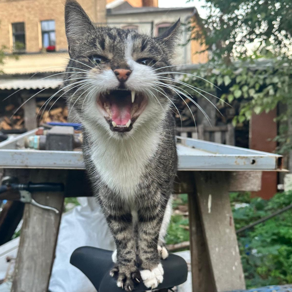 Cēsīs atklās izstādi “Rīgas minkas” – fotostāsti par galvaspilsētas kaķiem